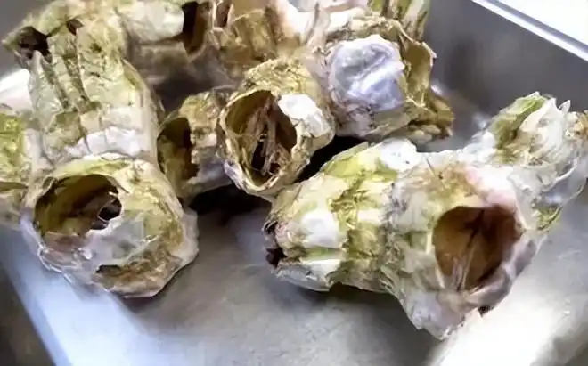 "寄生恶魔"藤壶有多可怕?