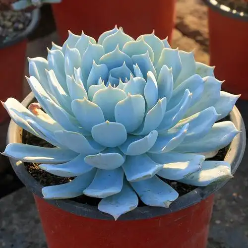 多肉植物薄叶蓝鸟超级大老桩进口多肉蓝鸟肉肉植绿植盆栽品相佳