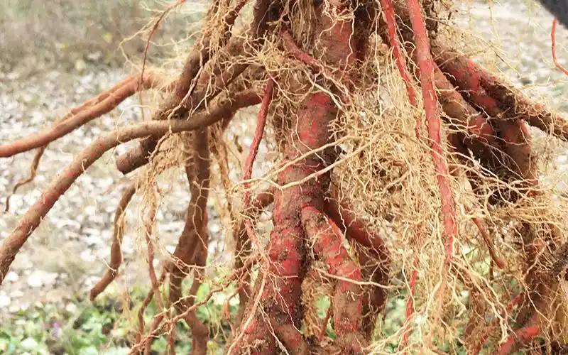 人称"红根",曾经2元1斤不好卖,如今30元1斤农民不愿种