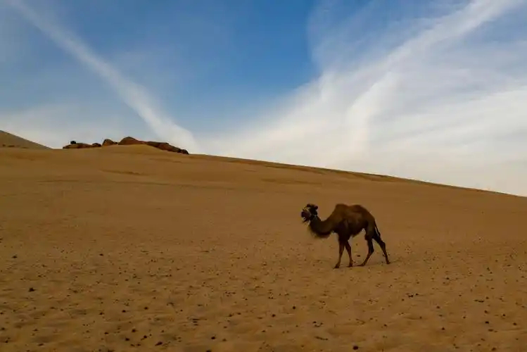 一只步履蹒跚,残疾落单的骆驼向我们走来.