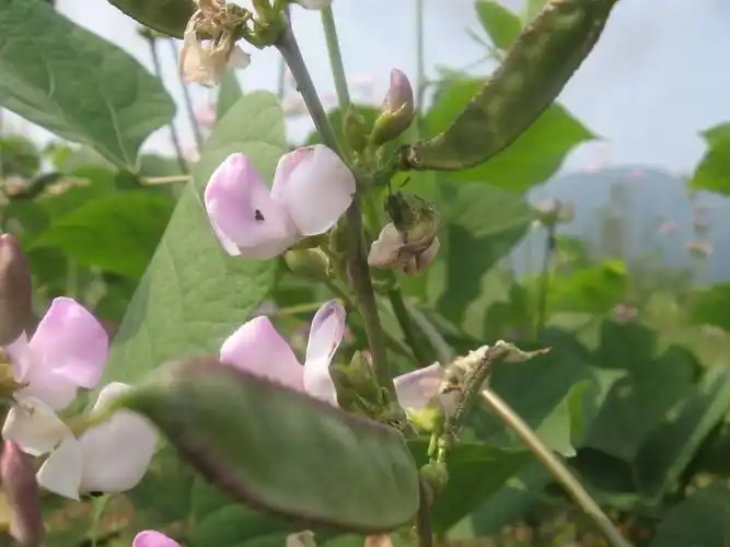 2020云南白扁豆子农家自产药用扁豆子种籽新货种子新鲜中药材2斤