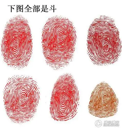 手指指纹簸箕和斗图片