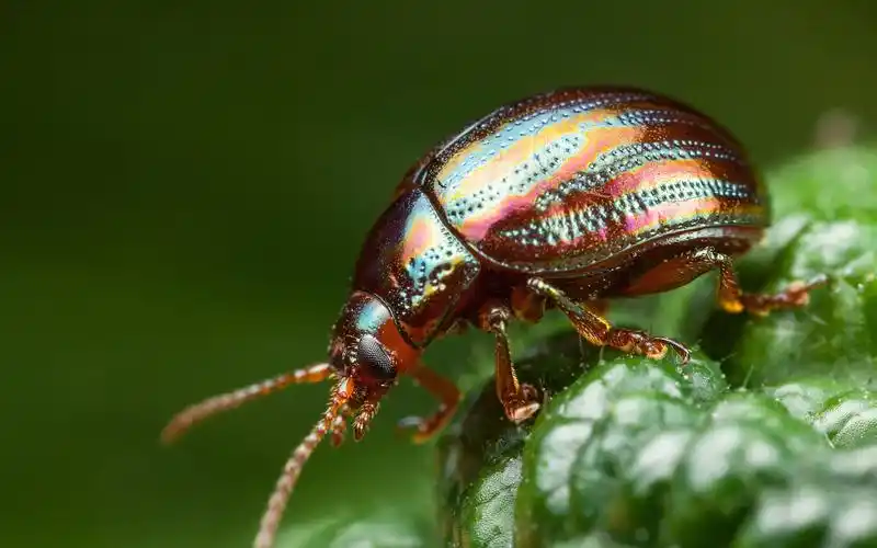 甲虫,昆虫摄影 桌布 - 2560x1600