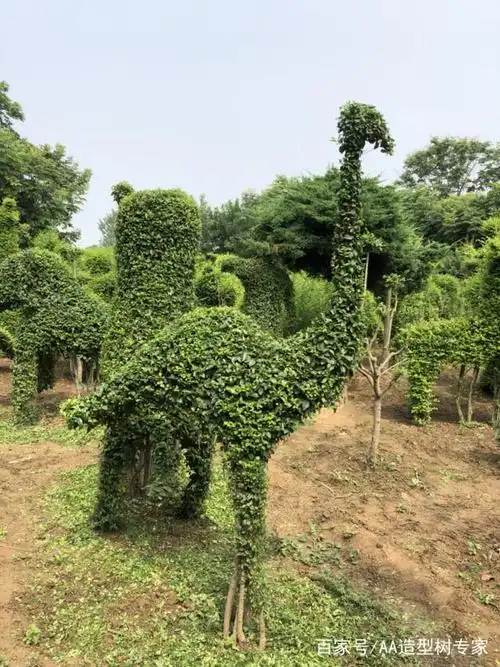 造型植物树的魅力.