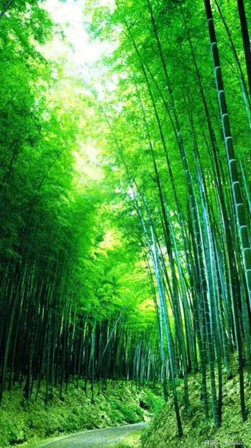 竹林间花盛开阳光枝杆中洒下千丝万缕的金线手机壁纸