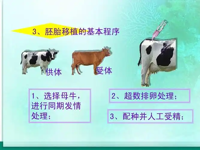 3,胚胎移植的基本程序 供体 1,选择母牛, 进行同期发情 处理; 受体 2