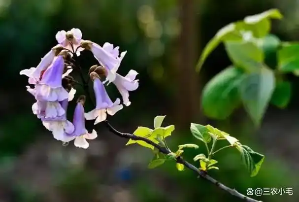 梧桐树,不少人都会对其竖起大拇指,因为在我国民间传说中,神鸟凤凰就