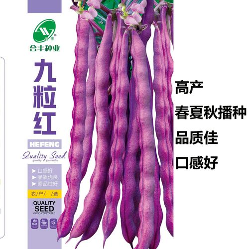 九粒红架豆种子紫芸豆种籽紫红色豆角四季豆无筋四季蔬菜庭院包邮