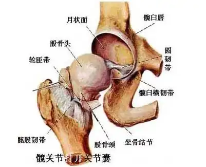 髋臼是髋关节的重要组成部分,由于髋关节负重大,活动度大,因此很容易