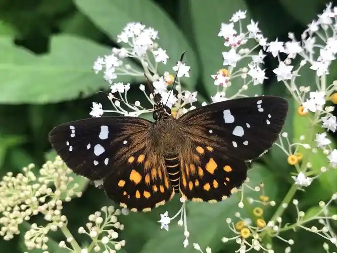 【重庆蝴蝶】之弄蝶篇