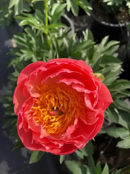 点缀生活的鲜花  #芍药  #进口芍药  #落日珊瑚芍药  #落日珊瑚