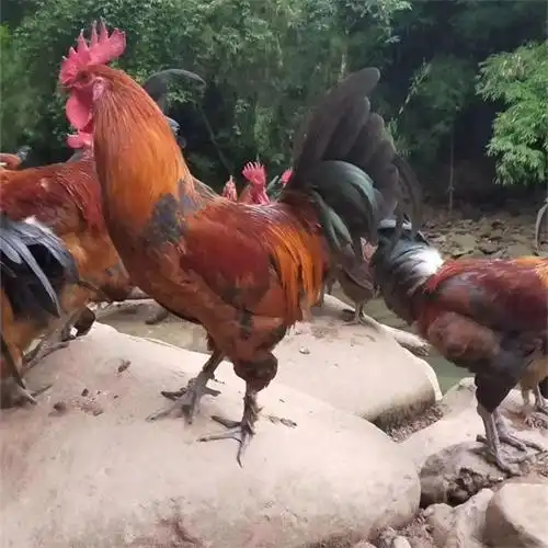 凉山供应藏鸡苗品种