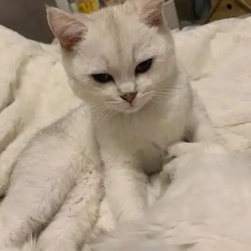 银渐层越长越丑啦