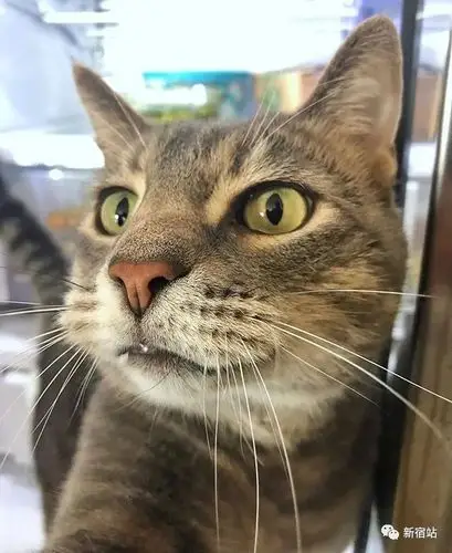 原创自拍技术堪称一绝沉迷自拍的网红猫