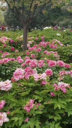 4.15洛阳国花牡丹园一日游