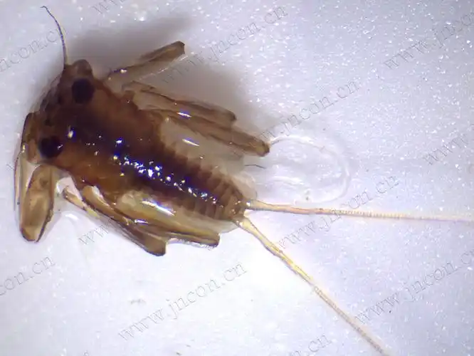 石棉县若干水电工程影响水域水生生态影响后评价内业分析