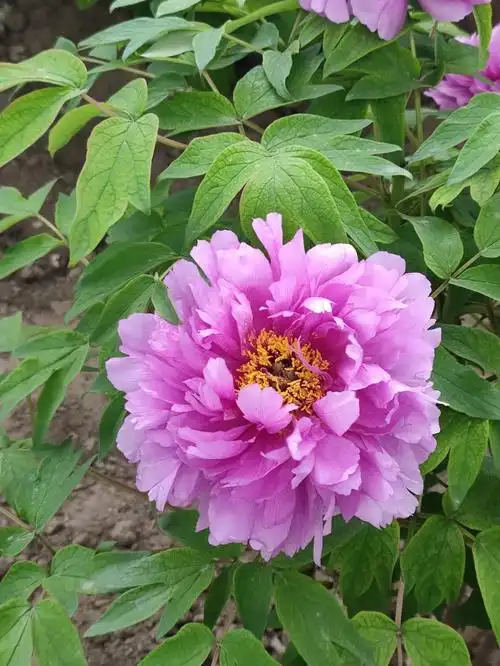 2021 莲花池的牡丹展,这花大气也喜气