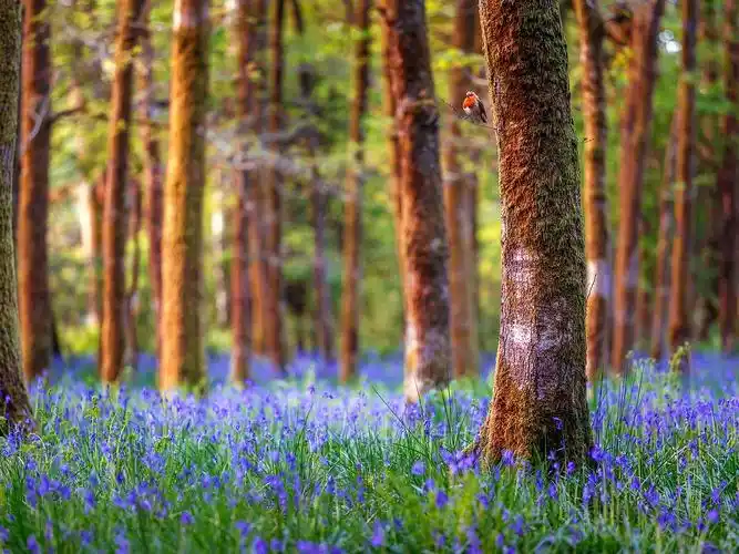 英格兰,森林,树木,蓝色的花朵,自然景观 壁纸