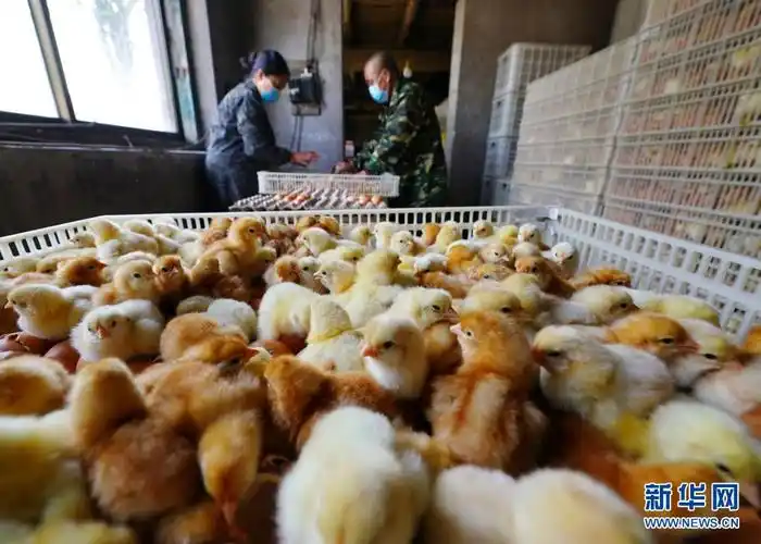 5月22日,滦州市滦城街道沈官营一村一家孵化厂的工人在孵化车间工作.