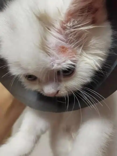 一个月小奶猫猫癣了