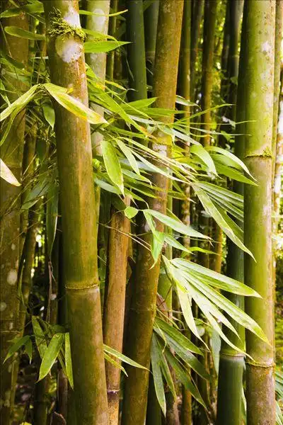 竹子图片_图片大全