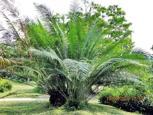 海南苏铁的主要价值