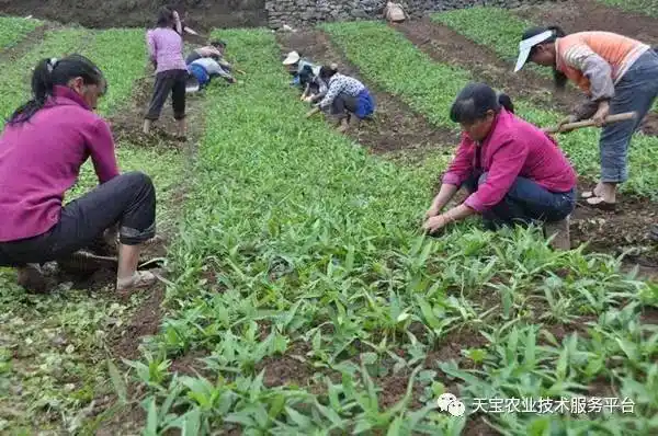 半夏个大价高规范化栽培技术指导!