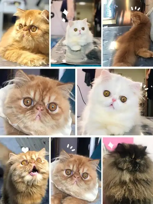 加菲猫性格真的超级好,智商在猫咪里面是最低的品种之一,呆萌,呆萌的