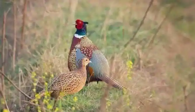 古人常说:上岸甲鱼莫伸手,下山野鸡不能追,背后原因富有智慧_谚语
