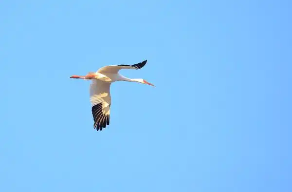 白鹤展翅特写一组