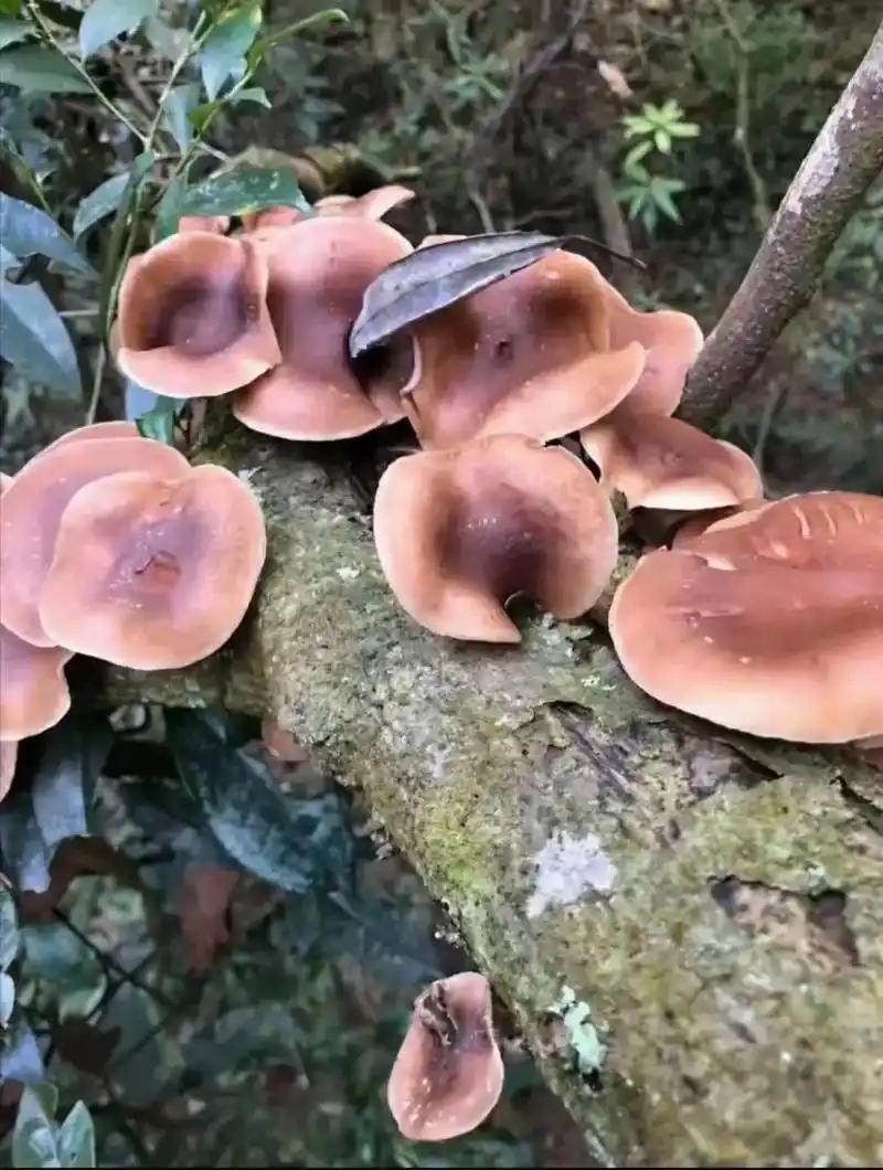 来自于大自然的馈赠——野生香菇.