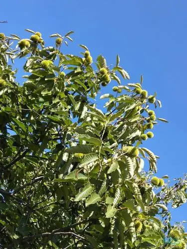 这个橡子树没少接.