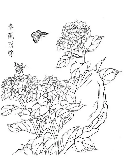 12:11:00绣球花白描20幅植物 动物插画  黑白线稿凉/拌同采自mp