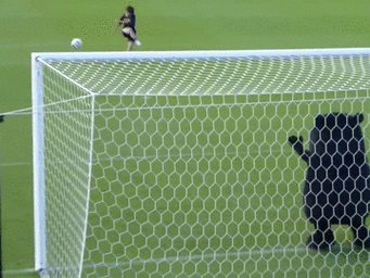 守门啦 - 熊笨熊蠢萌表情包_表情头牌_可爱_萌萌哒_熊本熊_卡通表情