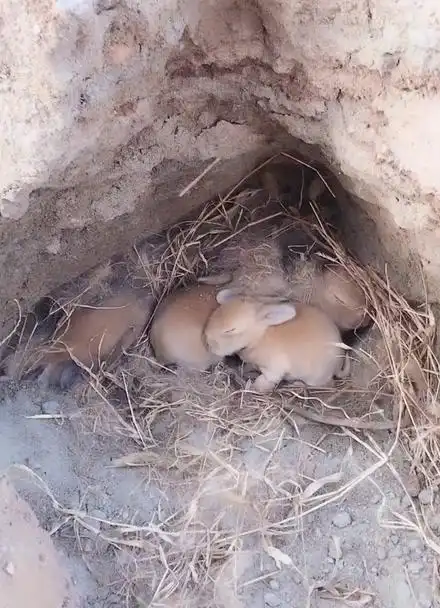 一窝小兔子 已经死掉一个了 谁懂得怎么救助呢 在线等 看样子估计出生