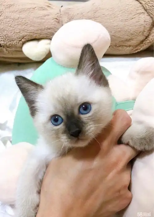 暹罗猫幼猫猫仔 纯种自家繁殖