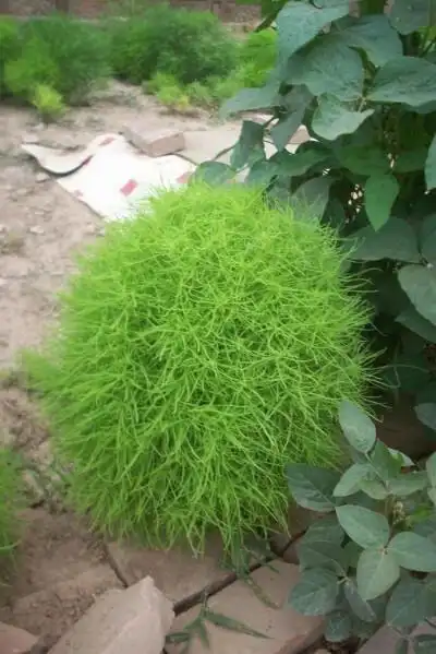 别称:地麦,落帚,扫帚苗,扫帚菜,铁扫靶 0 3 阿固  发布到  野菜 图片