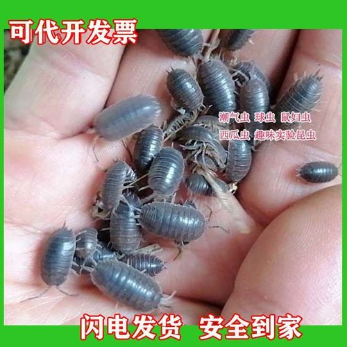 现抓包活鼠妇虫潮虫 西瓜虫鼠球虫活体昆虫爬虫宠物