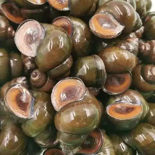 新鲜淡水无沙大田螺鲜活田螺麻辣田螺清水田螺保温活体 小田螺 约18