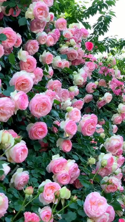 藤本月季粉色龙沙宝石美仙了