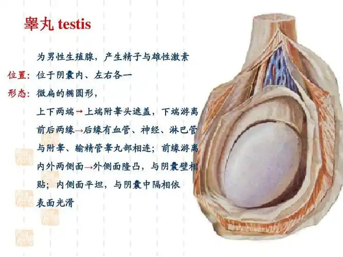 ppt 睾丸 testis 为男性生殖腺,产生精子与雄性激素 位舲:位于阴囊内