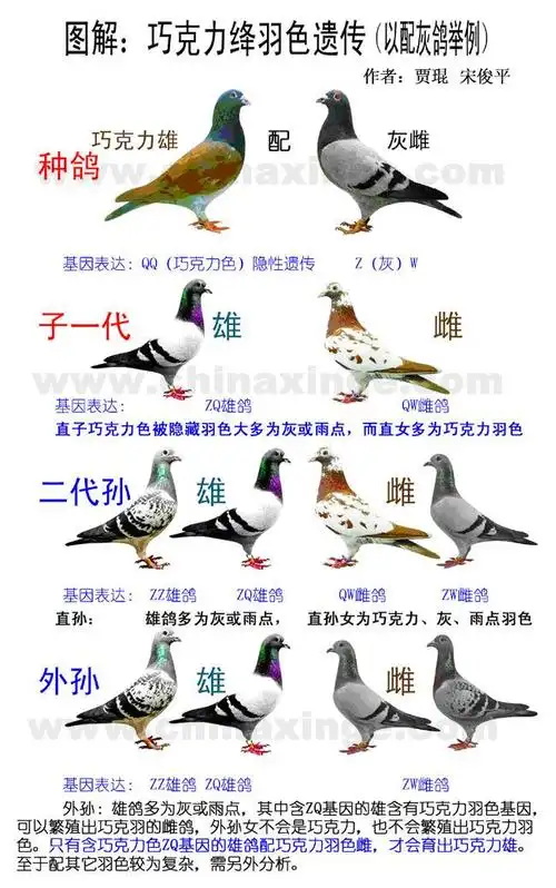 图解:巧克力绛羽色遗传(以配灰鸽举例)