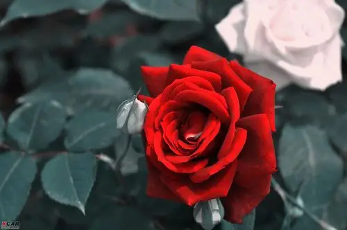 每个人心中的红白玫瑰