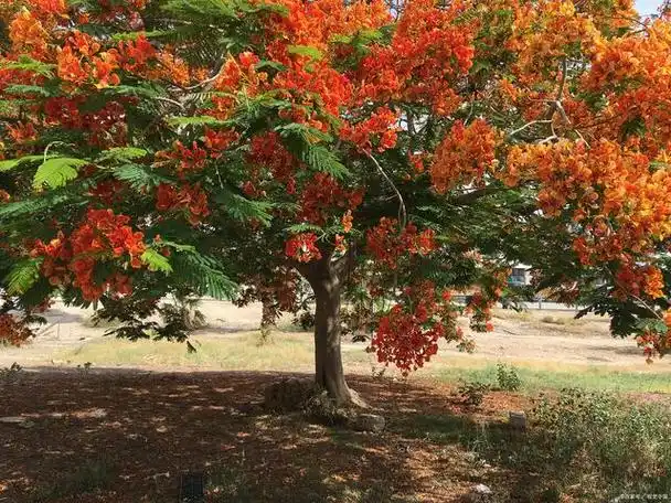 凤凰树的特点是什么