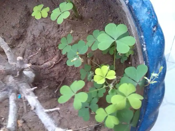 有益的吗?心形好标准 哦