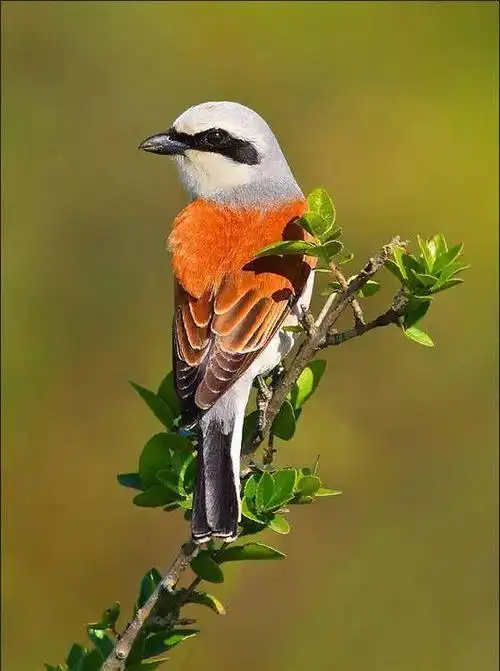 全世界最罕见的鸟,最美的鱼都齐了!大开眼界