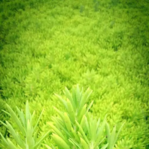 常年供应佛甲草佛甲草小苗量大从优