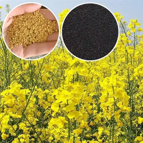 油菜籽种子黄色芸苔子油菜花榨油观赏食用食用油油菜家庭园艺种子