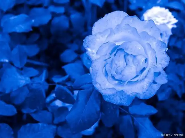 蓝色阴雨月季的优缺点