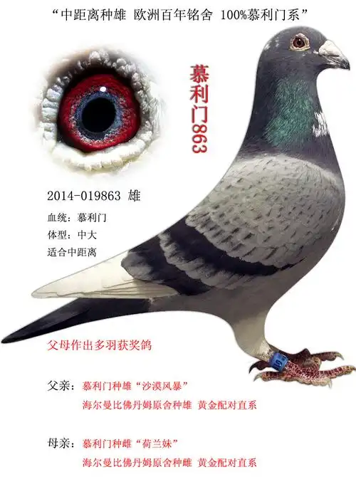 中距离种雄 欧洲百年铭舍 100%慕利门